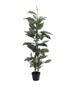 EUROPALMS Dieffenbachia, 120cm