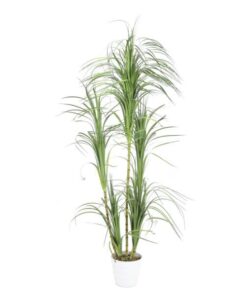 EUROPALMS Dracena bush, 215cm