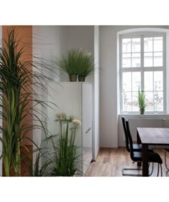 EUROPALMS Dracena bush, 215cm