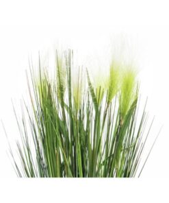 EUROPALMS Feather grass, white, 60cm