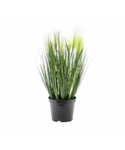 EUROPALMS Feather grass, white, 60cm