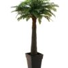 EUROPALMS Fern palm, 180cm
