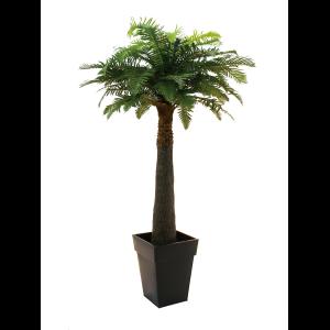 EUROPALMS Fern palm, 180cm