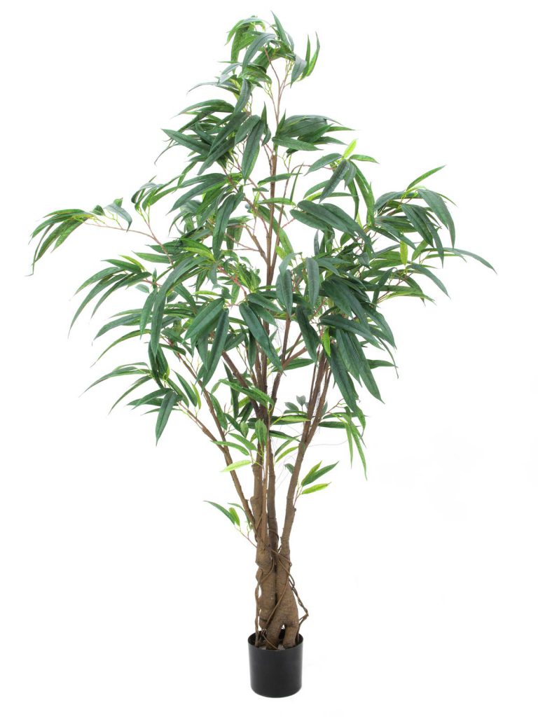 EUROPALMS Ficus Longifolia, thick trunk, 180cm