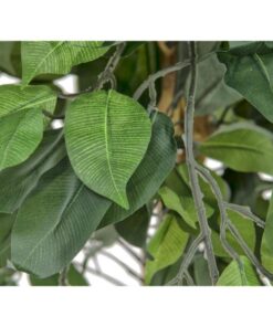 EUROPALMS Ficus Tree Multi Trunk, 150cm