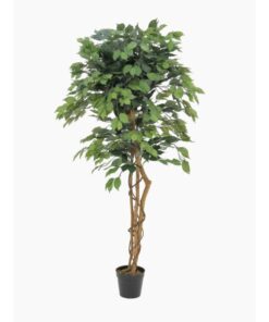 EUROPALMS Ficus Tree Multi Trunk, 150cm