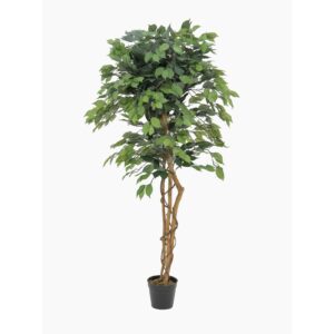 EUROPALMS Ficus Tree Multi Trunk, 150cm