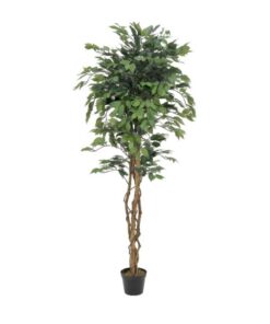 EUROPALMS Ficus Tree Multi-Trunk, 180cm