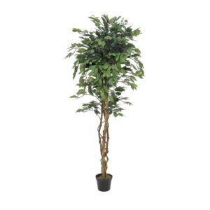 EUROPALMS Ficus Tree Multi-Trunk, 180cm