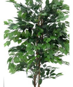 EUROPALMS Ficus Tree Multi-Trunk, 210cm