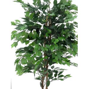 EUROPALMS Ficus Tree Multi-Trunk, 210cm