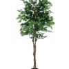 EUROPALMS Ficus Tree Multi-Trunk, 210cm