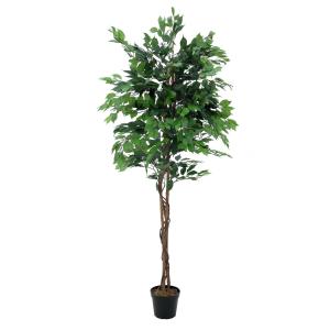 EUROPALMS Ficus Tree Multi-Trunk, 210cm