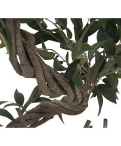 EUROPALMS Ficus multiple spiral trunk, 130cm