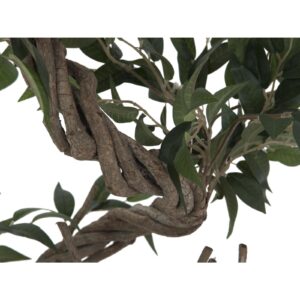 EUROPALMS Ficus multiple spiral trunk, 130cm