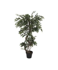 EUROPALMS Ficus multiple spiral trunk, 130cm