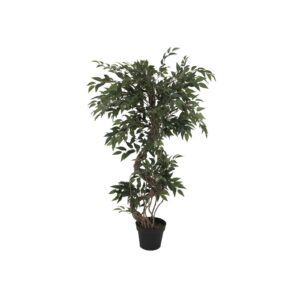 EUROPALMS Ficus multiple spiral trunk, 130cm