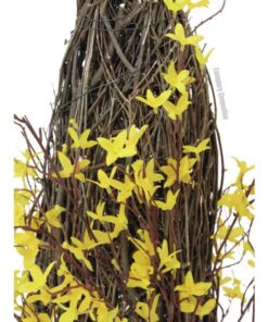 EUROPALMS Forsythia bush, 60cm