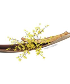 EUROPALMS Forsythia bush, 60cm