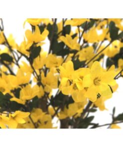 EUROPALMS Forsythia tree with 4 trunks, yellow, 120 cm