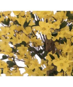 EUROPALMS Forsythia tree with 4 trunks, yellow, 150 cm
