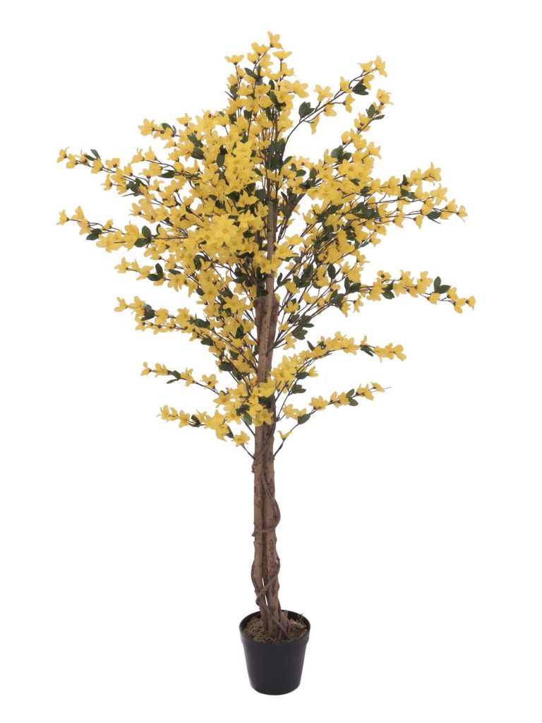 EUROPALMS Forsythia tree with 4 trunks, yellow, 150 cm