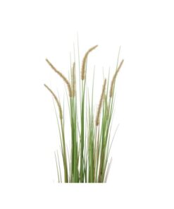 EUROPALMS Fountain grass, 120cm
