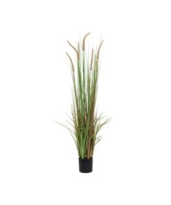 EUROPALMS Fountain grass, 120cm