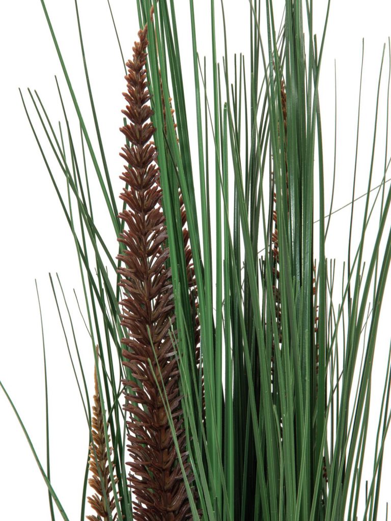EUROPALMS Fountain grass with panicles, 96cm