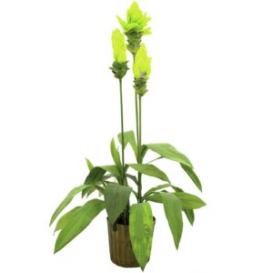 EUROPALMS Ginger lily, 95cm