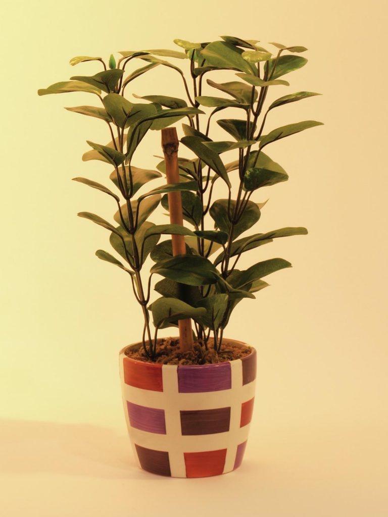 EUROPALMS Green leaf plant, 30cm