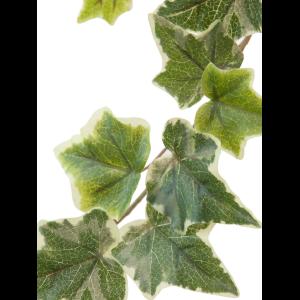 EUROPALMS Holland Ivy garland embossed 81cm