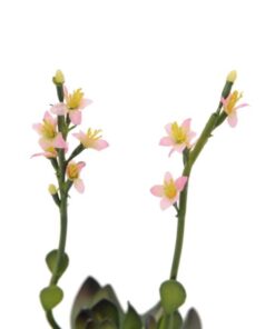 EUROPALMS Houseleeks (EVA), pink, 32cm