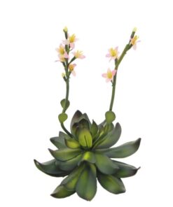 EUROPALMS Houseleeks (EVA), pink, 32cm
