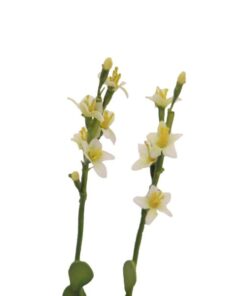 EUROPALMS Houseleeks (EVA), yellow, 32cm