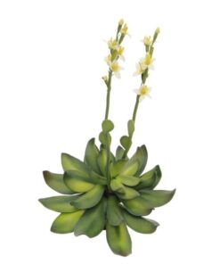 EUROPALMS Houseleeks (EVA), yellow, 32cm