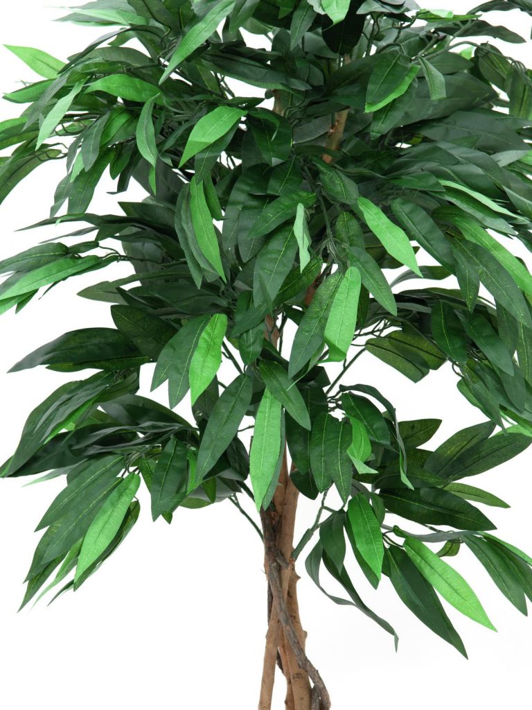 EUROPALMS Jungle tree Mango, 150cm