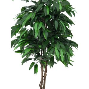 EUROPALMS Jungle tree Mango, 180cm