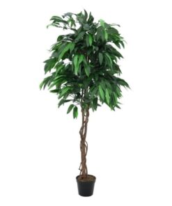 EUROPALMS Jungle tree Mango, 180cm