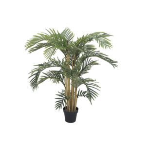 EUROPALMS Kentia palm tree, 140cm