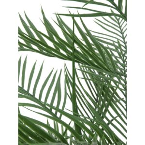 EUROPALMS Kentia palm tree, 150cm