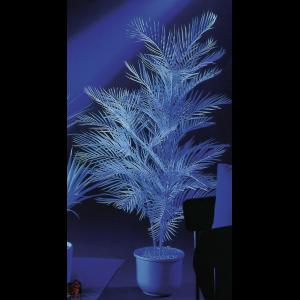 EUROPALMS Kentia palm, uv-white, 90cm