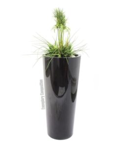 EUROPALMS LEICHTSIN ELEGANCE-110, shiny-black