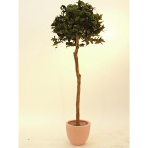 EUROPALMS Laure ball tree, 180cm