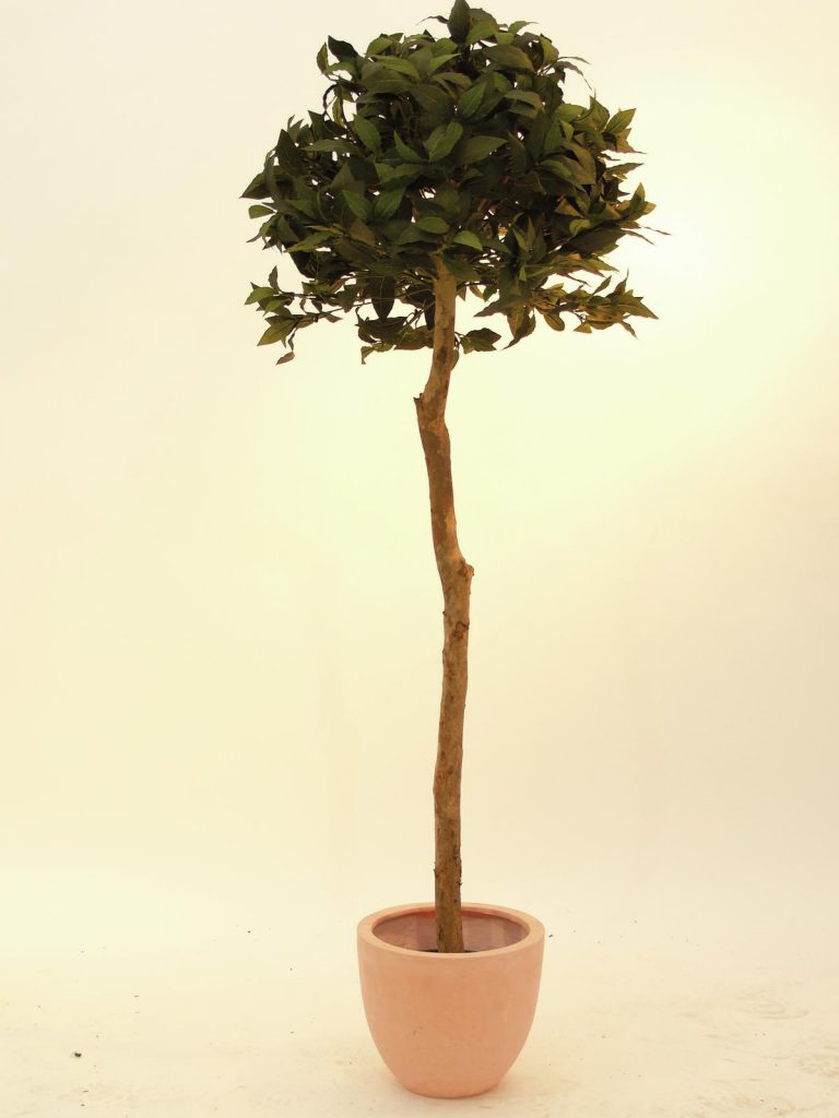 EUROPALMS Laure ball tree, 180cm