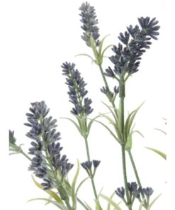 EUROPALMS Lavender bush 61cm