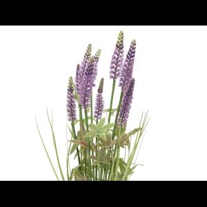 EUROPALMS Lavender grass, 46cm