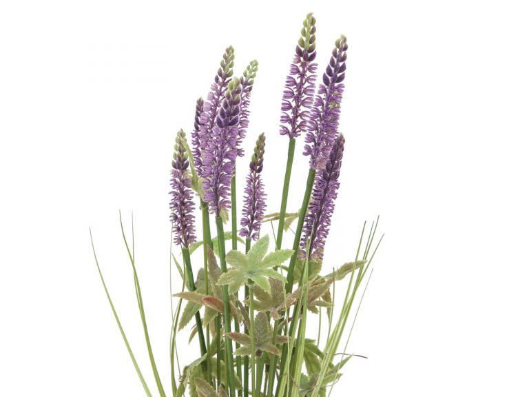 EUROPALMS Lavender grass, 46cm