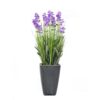 EUROPALMS Lavender, purple, in pot, 45cm