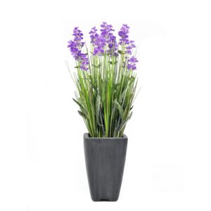EUROPALMS Lavender, purple, in pot, 45cm